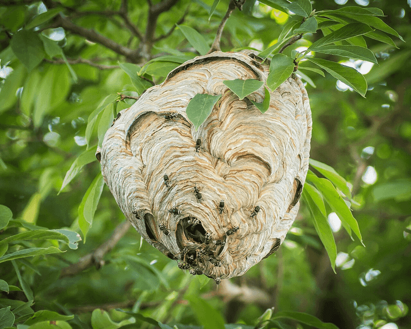 Bald-Faced Hornet Building Paper Globes