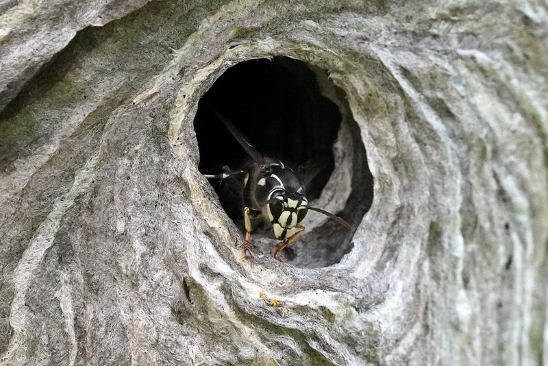 Bald-Faced Hornets