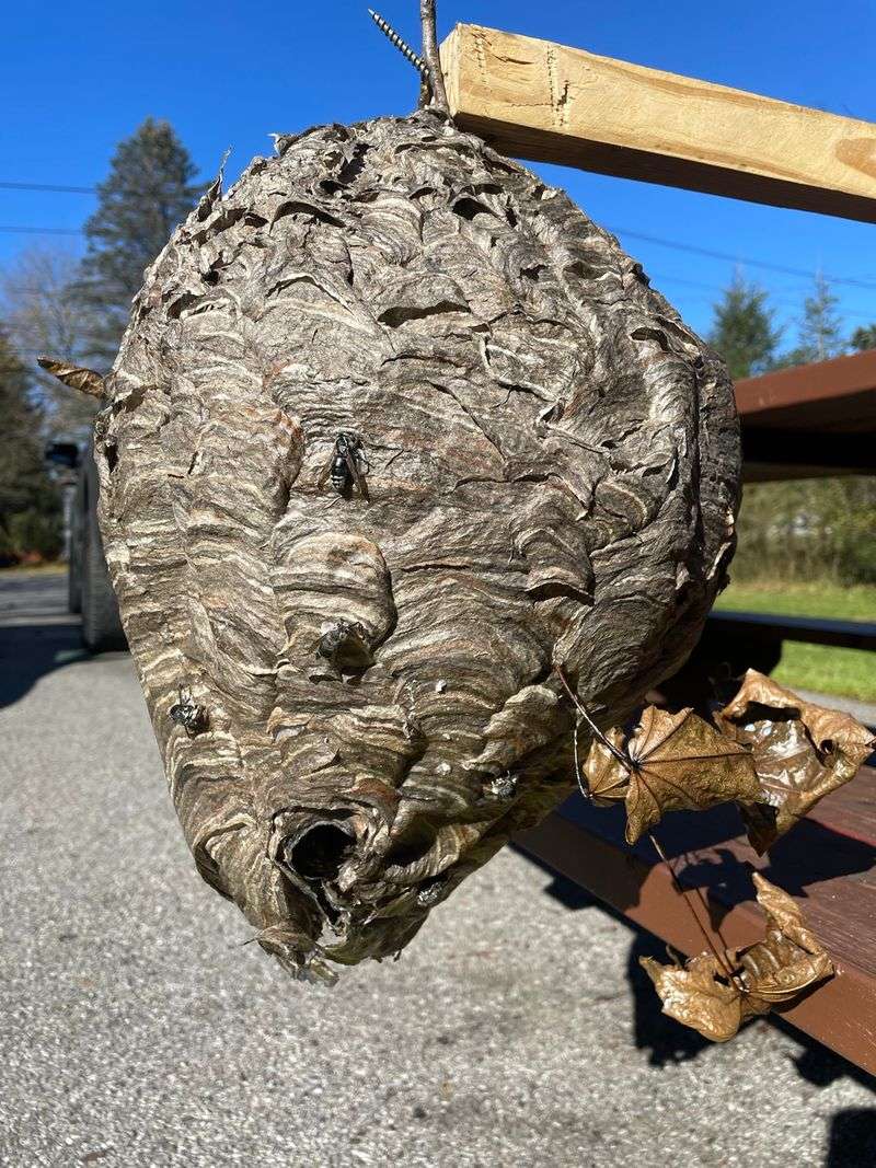 Bald-Faced Hornets Defending Peak-Size Nests