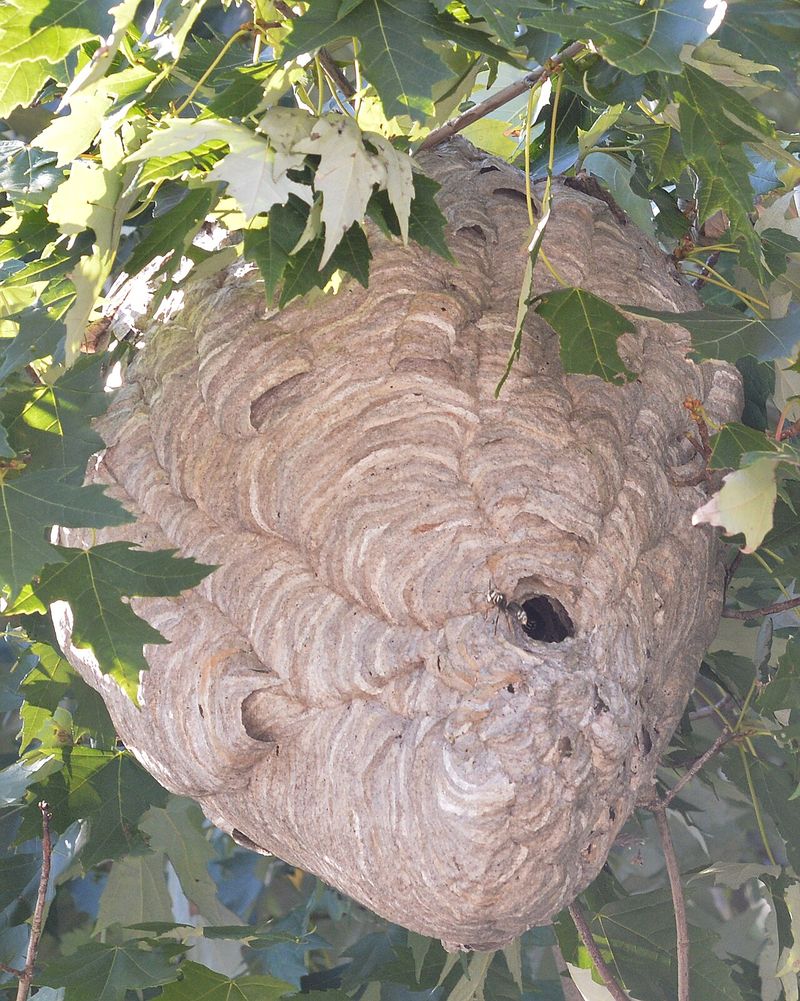Bald-Faced Hornets Defending Peak-Size Nests