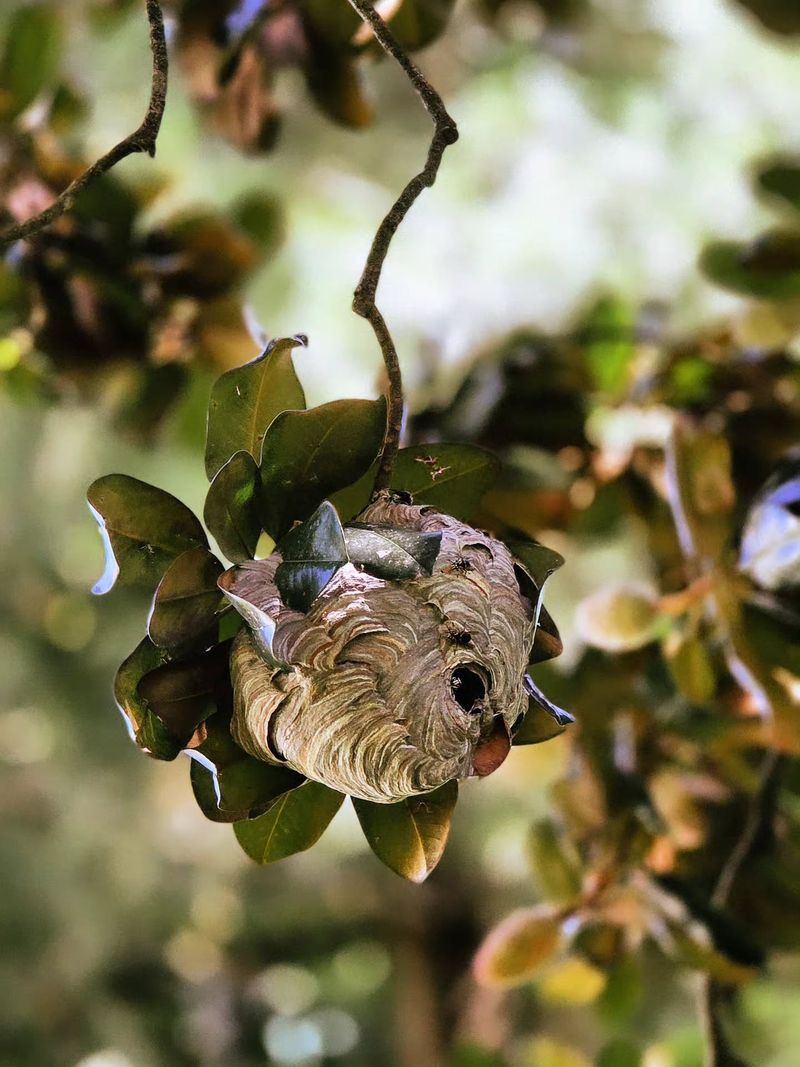 Bald-Faced Hornets Guard Their Paper Nests Above The Garden Path