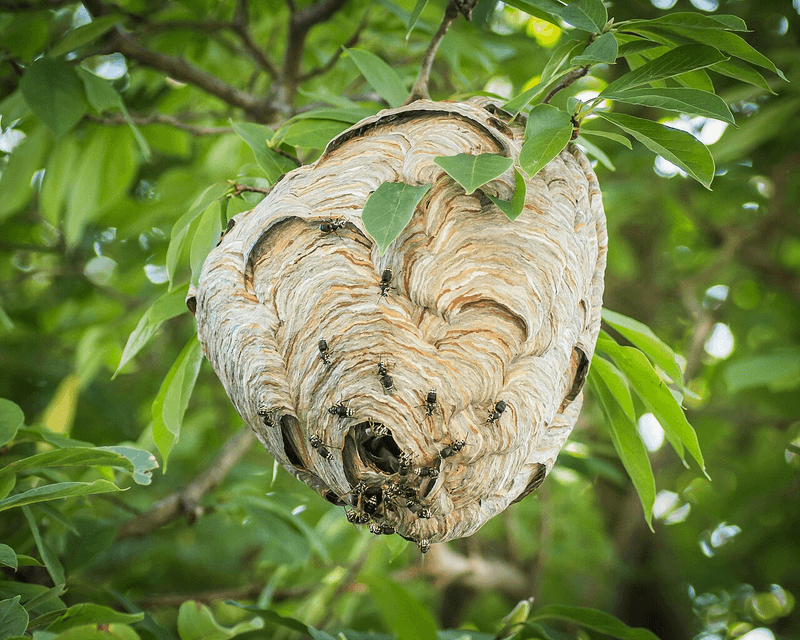 Bald-Faced Hornets Guarding Branch Nests