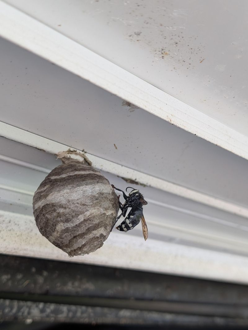 Bald-Faced Hornets Guarding Football-Shaped Nests Bald-Faced Hornets Guarding Football-Shaped Nests
