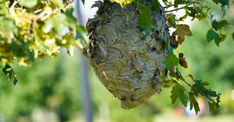 Bald-Faced Hornets Hanging Paper Lanterns In Trees