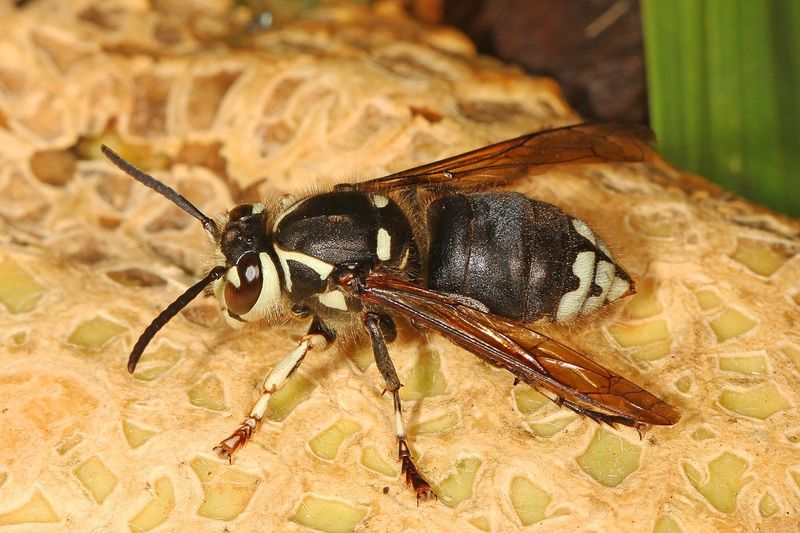 Bald-Faced Hornets