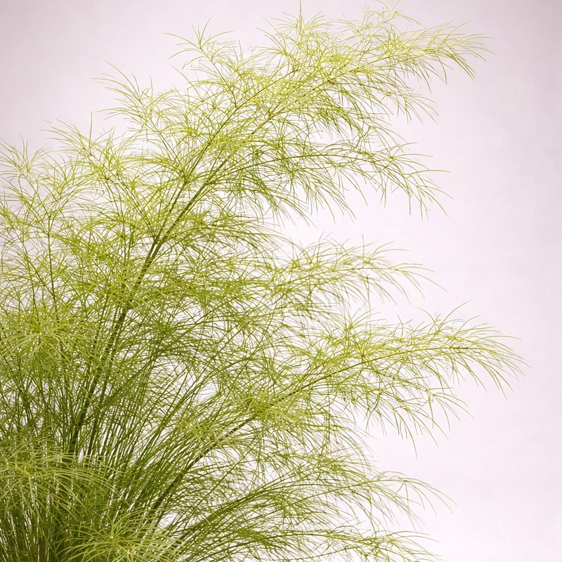 Bamboo Muhly