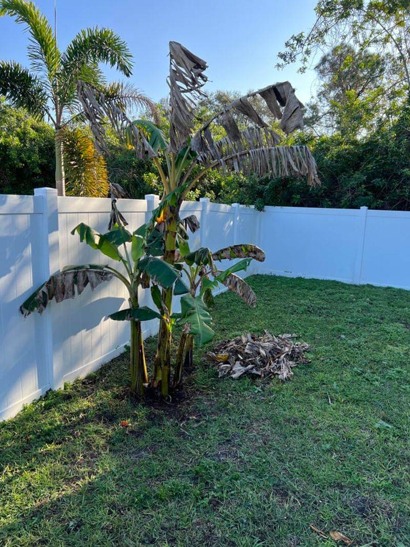 Banana Plants Flop When Temperatures Tumble Banana Plants Flop When Temperatures Tumble