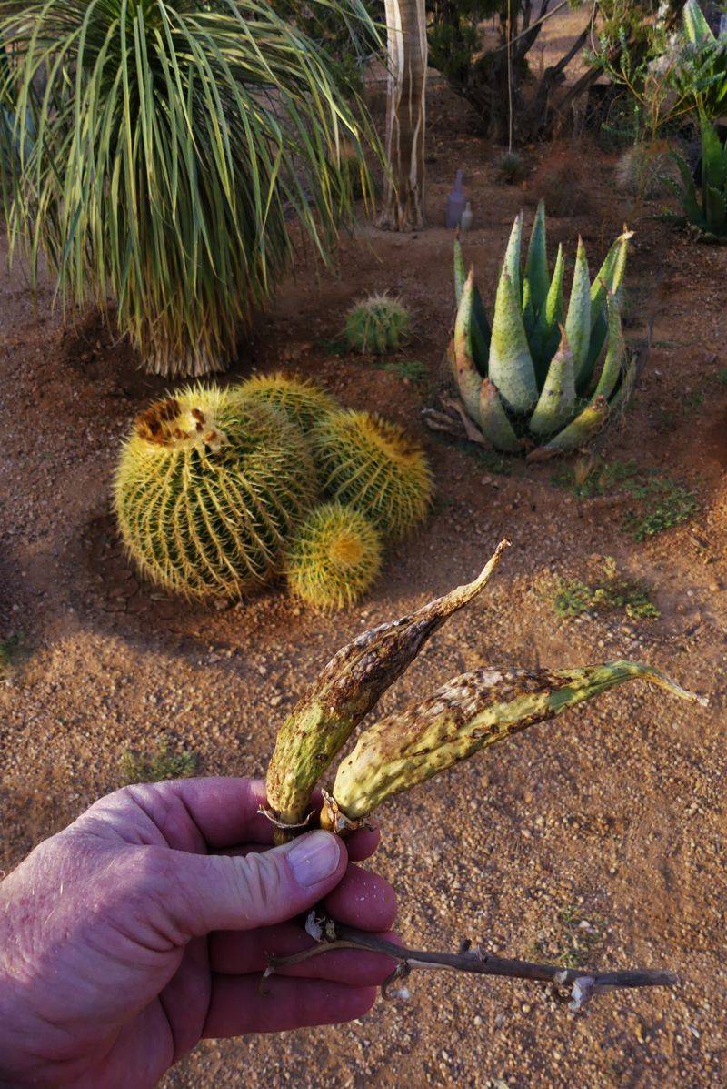 Banana Yucca