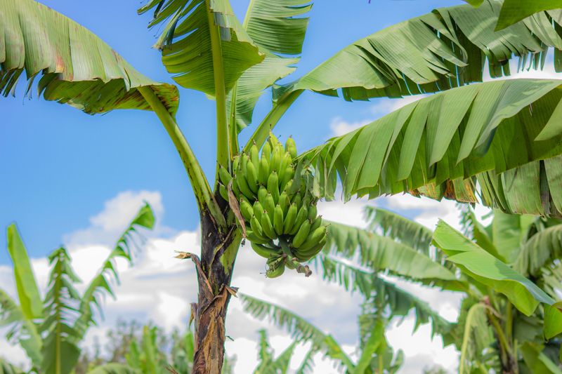 Bananas Can Be Damaged At 32 Degrees