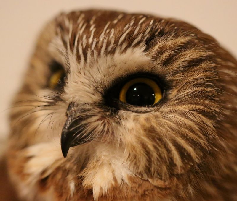 Banders Have Tracked Ohio Owls From As Far As Quebec