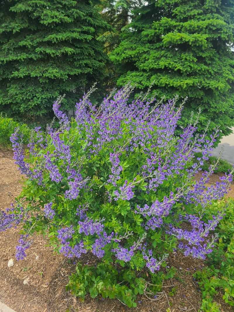 Baptisia For Early Summer Blue Spires Baptisia For Early Summer Blue Spires
