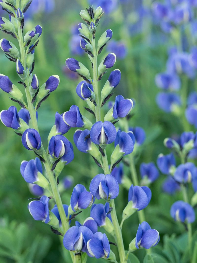 Baptisia Sends Up Blue Pea Spikes Baptisia Sends Up Blue Pea Spikes