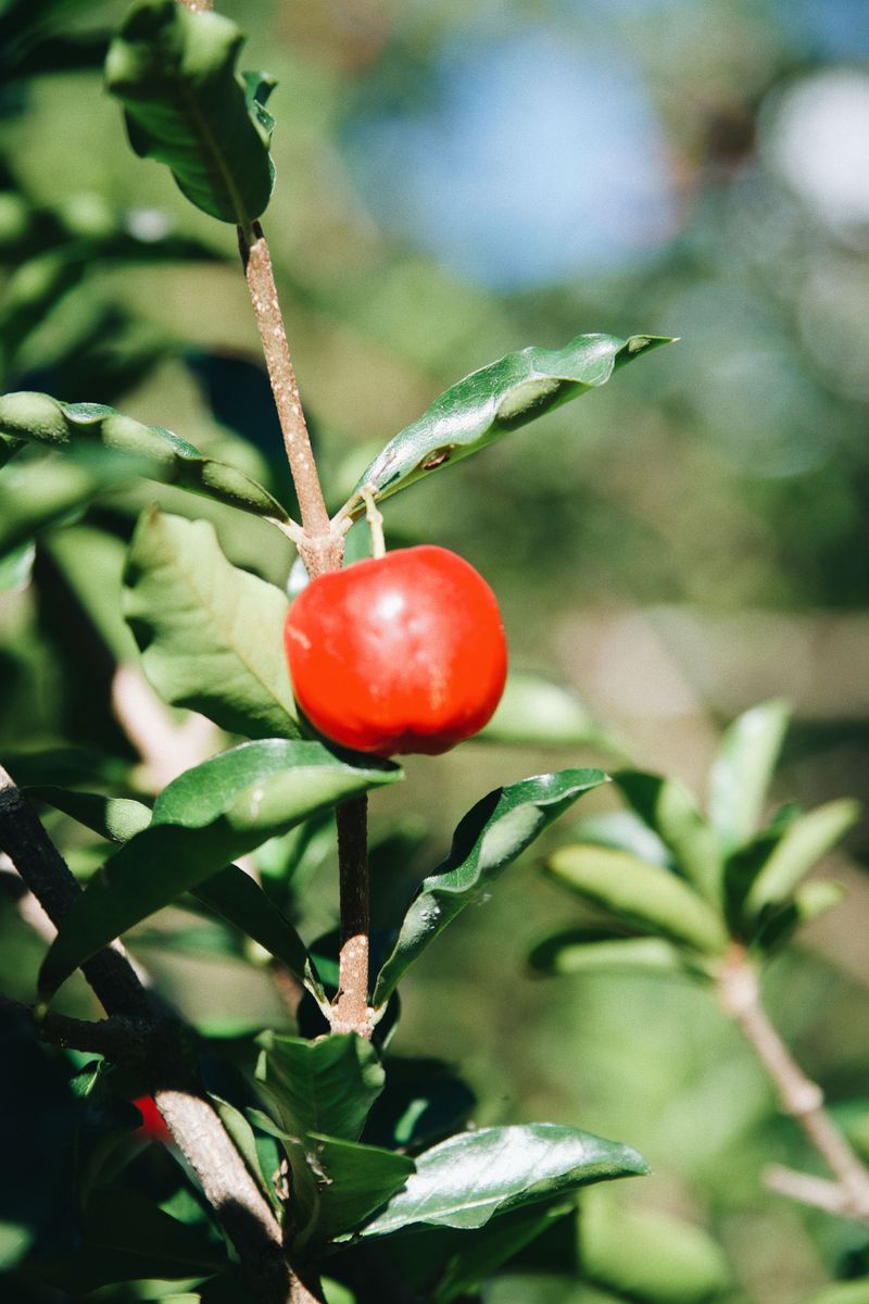 Barbados Cherry Offers Shade Tolerance And Tasty Fruit
