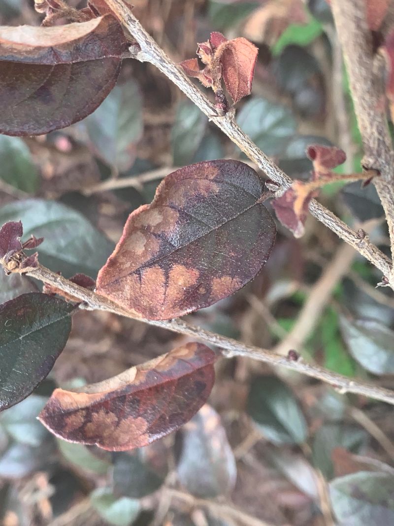 Bare Branch Tips And Heavy Drop Suggest Something Else