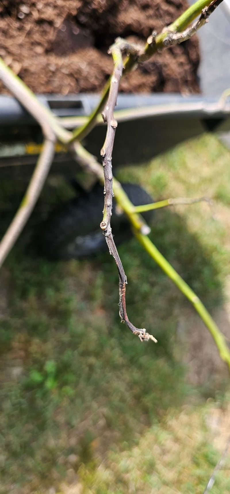 Bare Branch Tips Need Attention Bare Branch Tips Need Attention