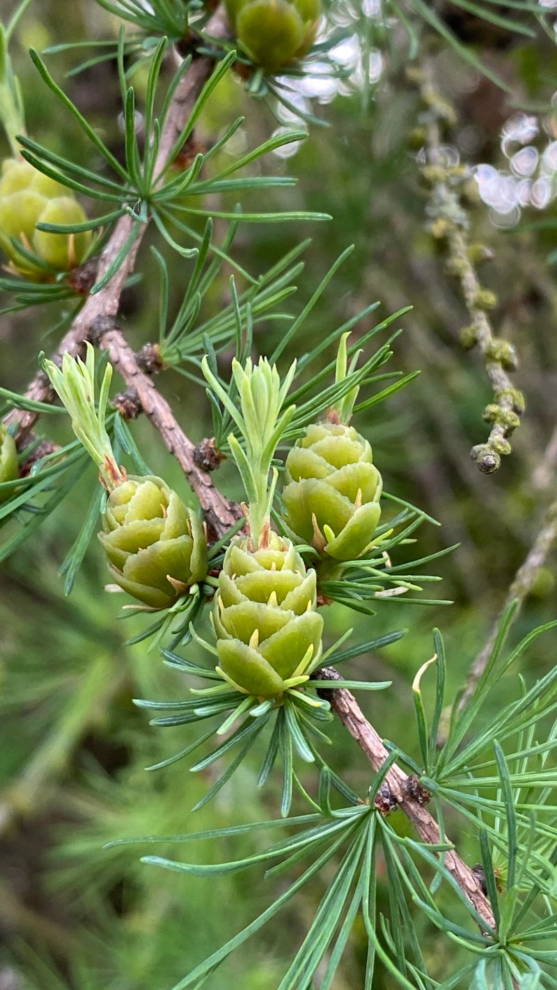 Bare Branches Rarely Sprout New Needles On Pines Bare Branches Rarely Sprout New Needles On Pines