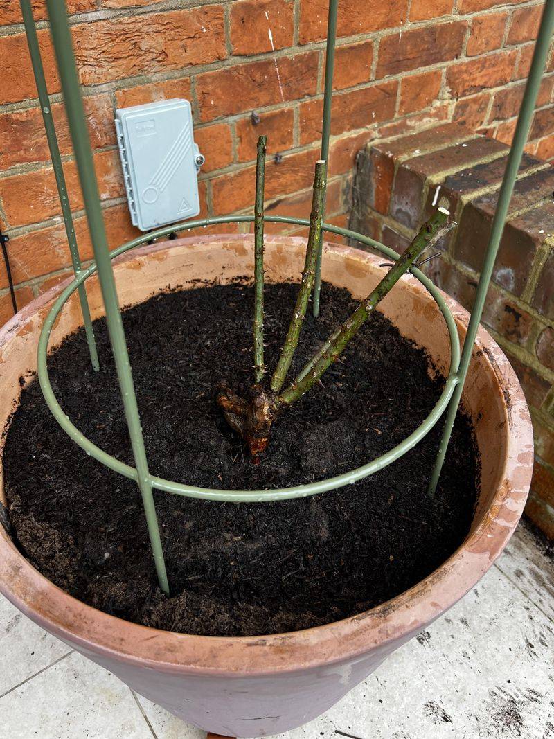 Bare Graft Union Exposed At The Base Of Roses Bare Graft Union Exposed At The Base Of Roses