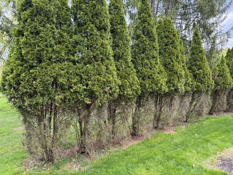 Bare Lower Branches May Never Green Up Again