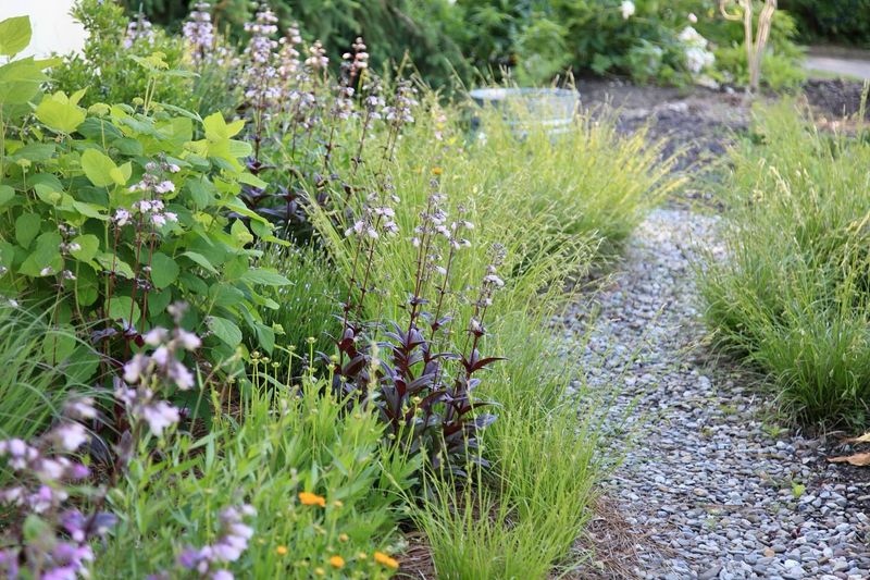 Bare Soil Along Walkways Invites Weeds