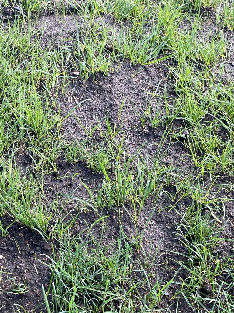 Bare Spots Need Seed Now Or Next Fall