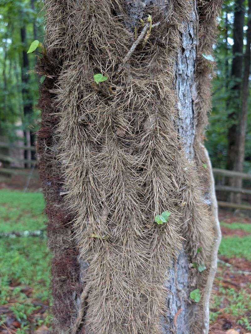 Bare Vines Can Still Cause Trouble After The Leaves Drop Bare Vines Can Still Cause Trouble After The Leaves Drop