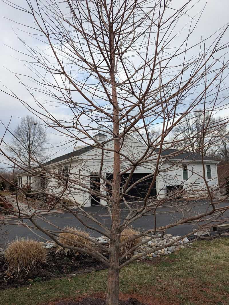 Bare Winter Branches Do Not Mean The Tree Is Unhealthy Bare Winter Branches Do Not Mean The Tree Is Unhealthy