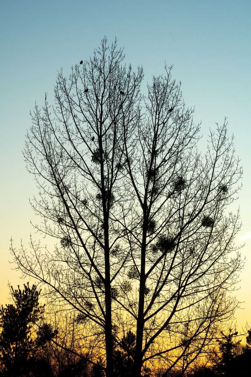 Bare Winter Branches Finally Expose Those Squirrel Dreys Bare Winter Branches Finally Expose Those Squirrel Dreys