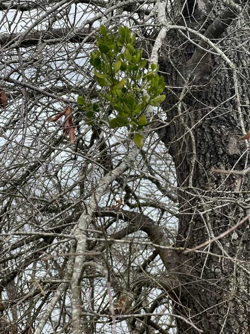 Bare Winter Branches Make Those Green Clumps Hard To Miss Bare Winter Branches Make Those Green Clumps Hard To Miss