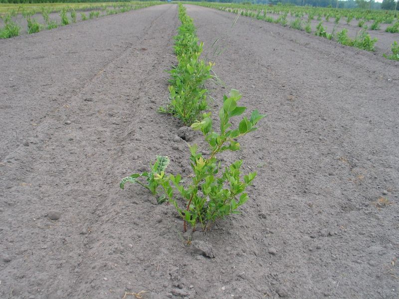 Bare, moist soil can release stored heat overnight