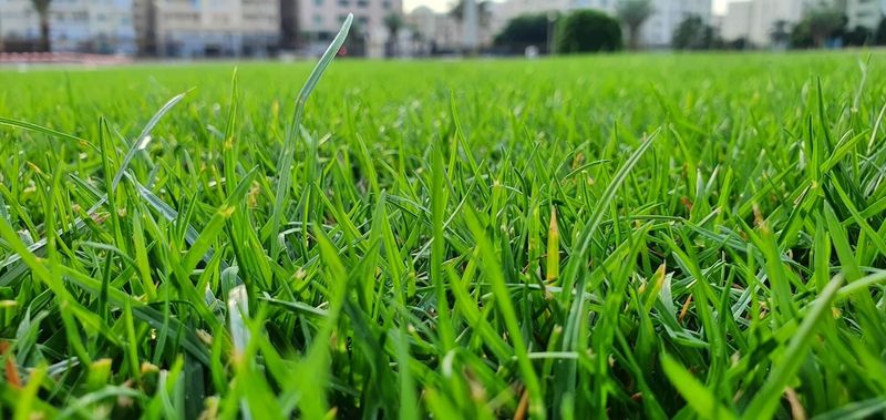 Bare soil and an existing lawn present different seedbeds