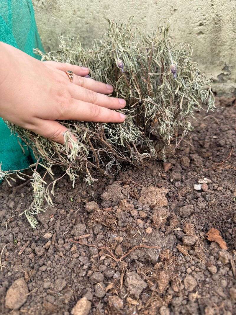Bark And Straw Mulch Can Hold Water Around The Crown