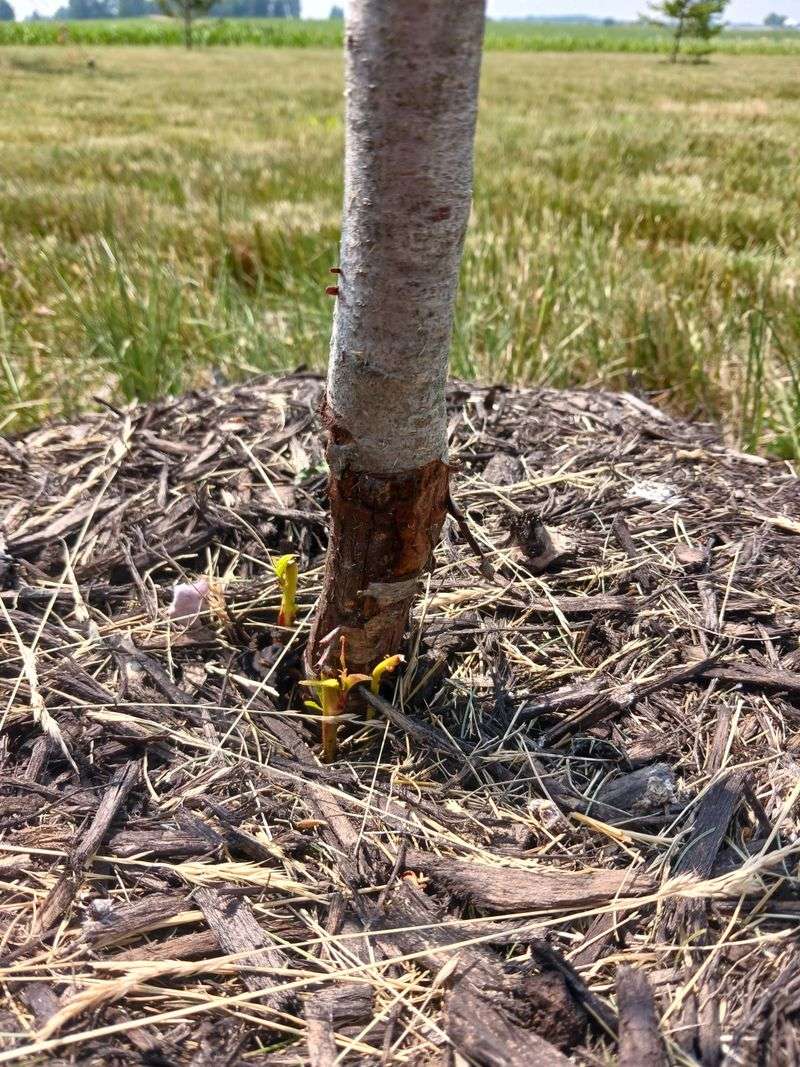 Bark Gnawing Appears On Young Trees Bark Gnawing Appears On Young Trees