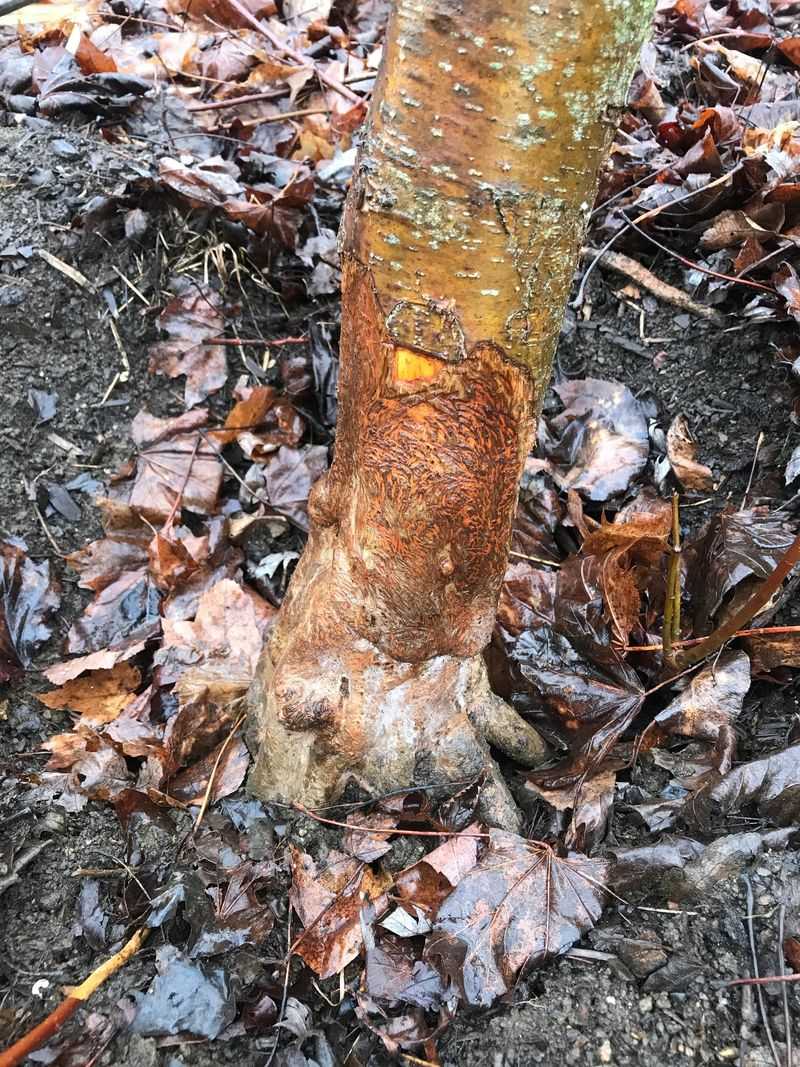 Bark Gnawing Rings Young Trees Bark Gnawing Rings Young Trees