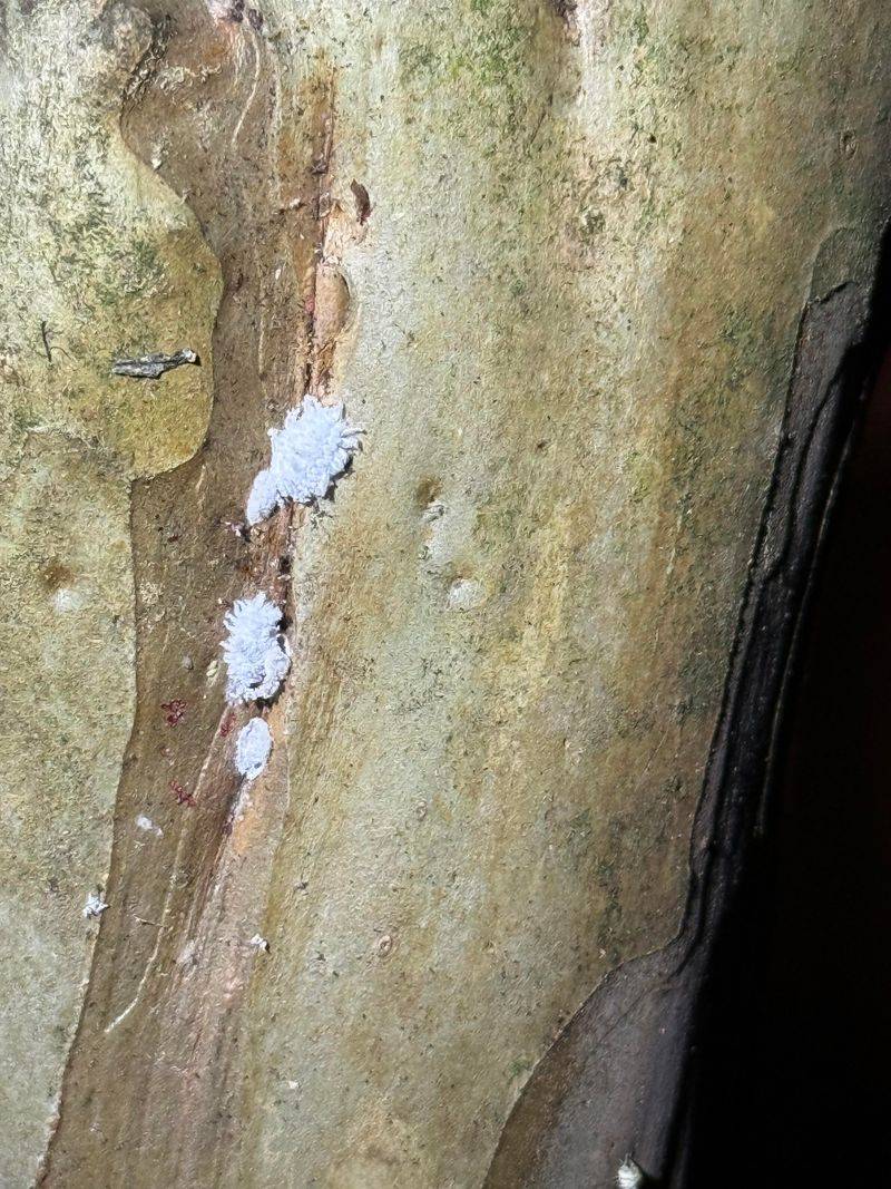 Bark Scale Insects Behind The Sooty Mold Bark Scale Insects Behind The Sooty Mold