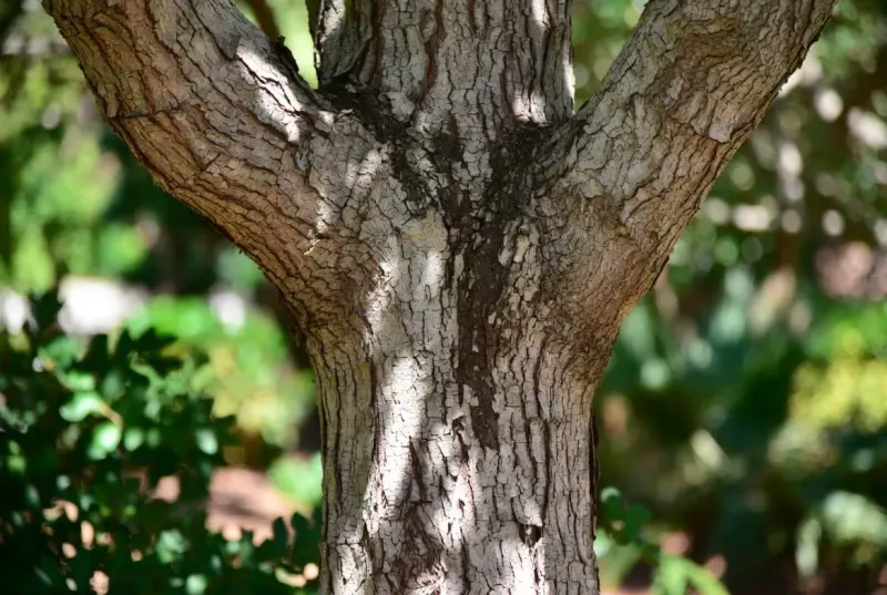 Bark Splitting Is A Common Sign Of Cold Injury Bark Splitting Is A Common Sign Of Cold Injury