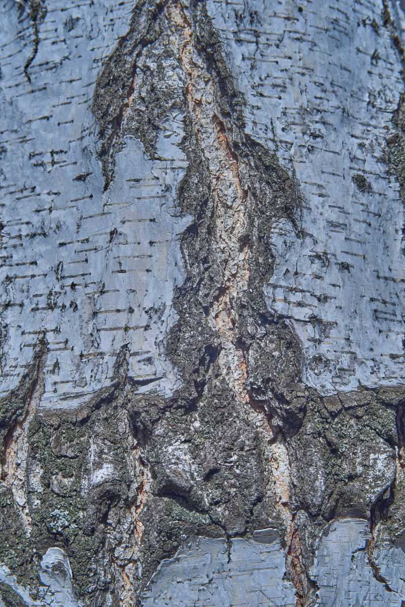 Bark That Cracks Or Peels