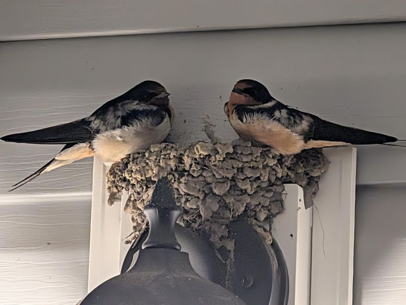 Barn Swallows Under Eaves Barn Swallows Under Eaves