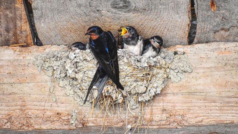 Barn Swallows Under Eaves