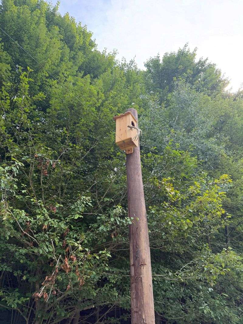 Barred Owl Boxes Go Up In January, 20 To 30 Feet High Barred Owl Boxes Go Up In January, 20 To 30 Feet High