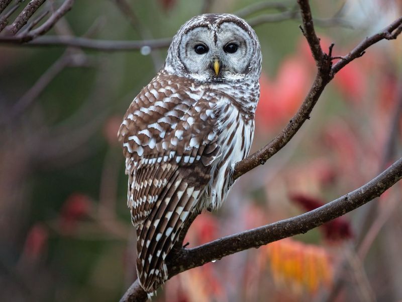 Barred Owls Call “Who Cooks For You”