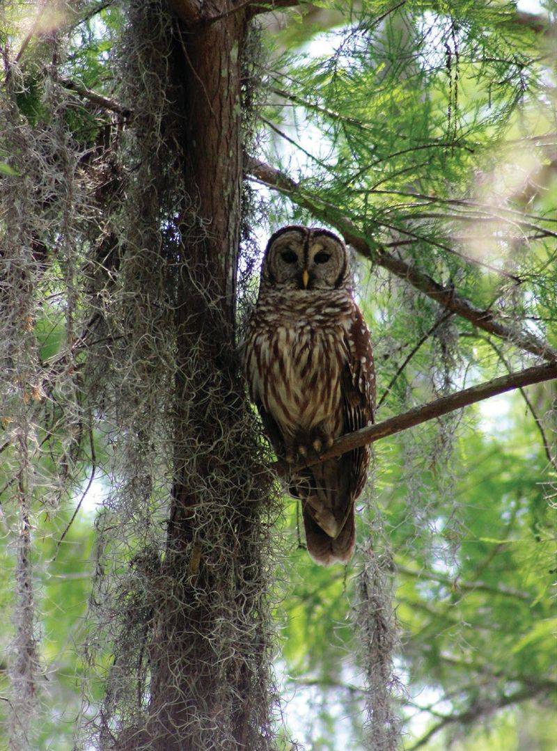 Barred Owls Can Get Surprisingly Loud And Chatty At Dusk Barred Owls Can Get Surprisingly Loud And Chatty At Dusk