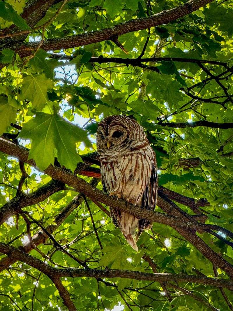 Barred Owls Sometimes Hunt In Daylight Barred Owls Sometimes Hunt In Daylight