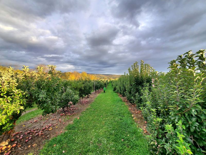 Barton Orchards Barton Orchards