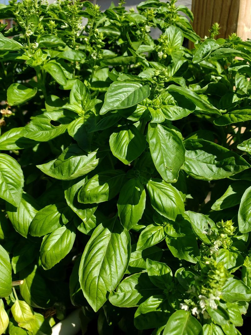 Basil For The Warm Season