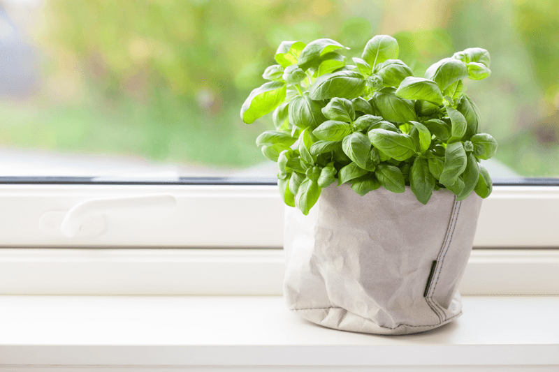 Basil Needs A Harvest And A Sunny Window