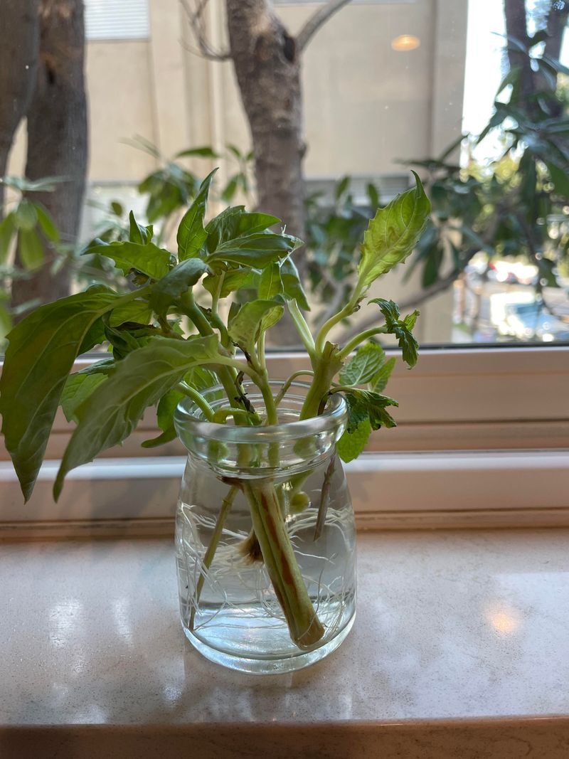 Basil Roots Quickly On A Warm Sill