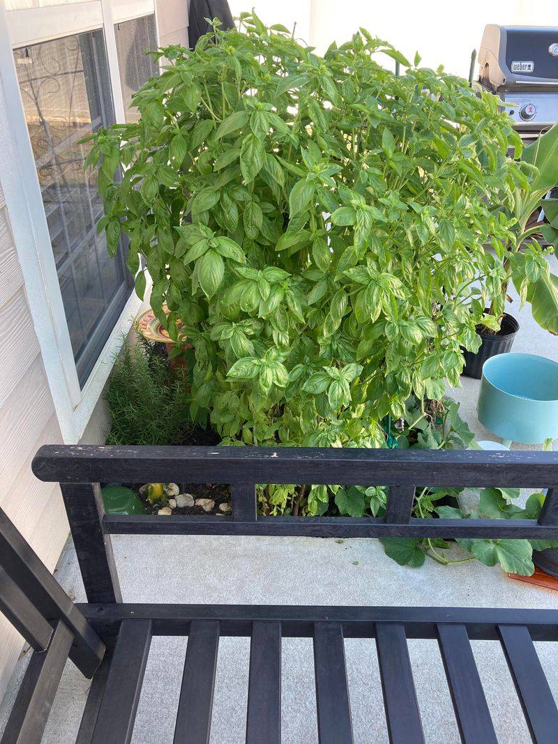 Basil Works Best With Flowers Pinched Off