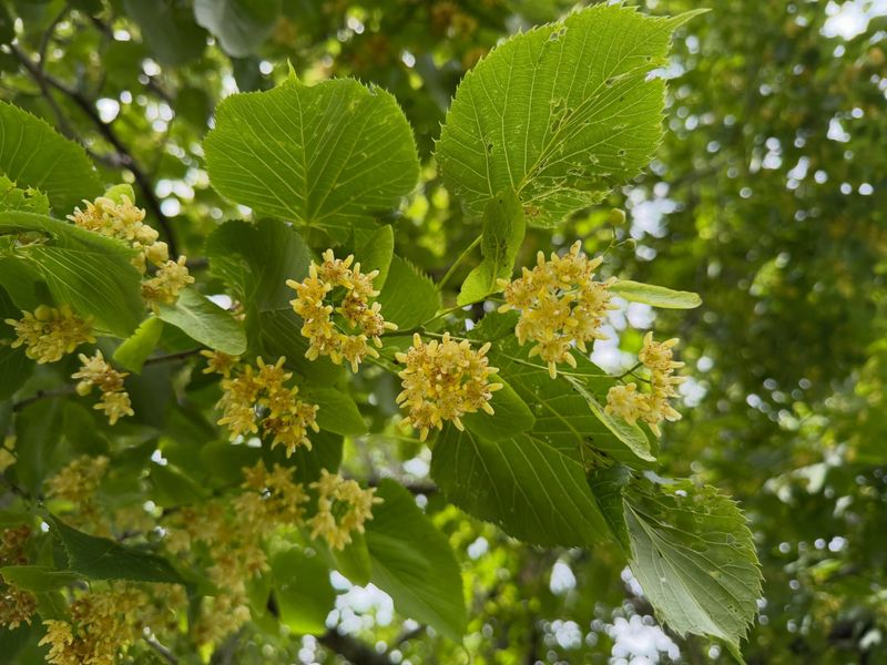 Basswood Offers Another Big Native Option Basswood Offers Another Big Native Option