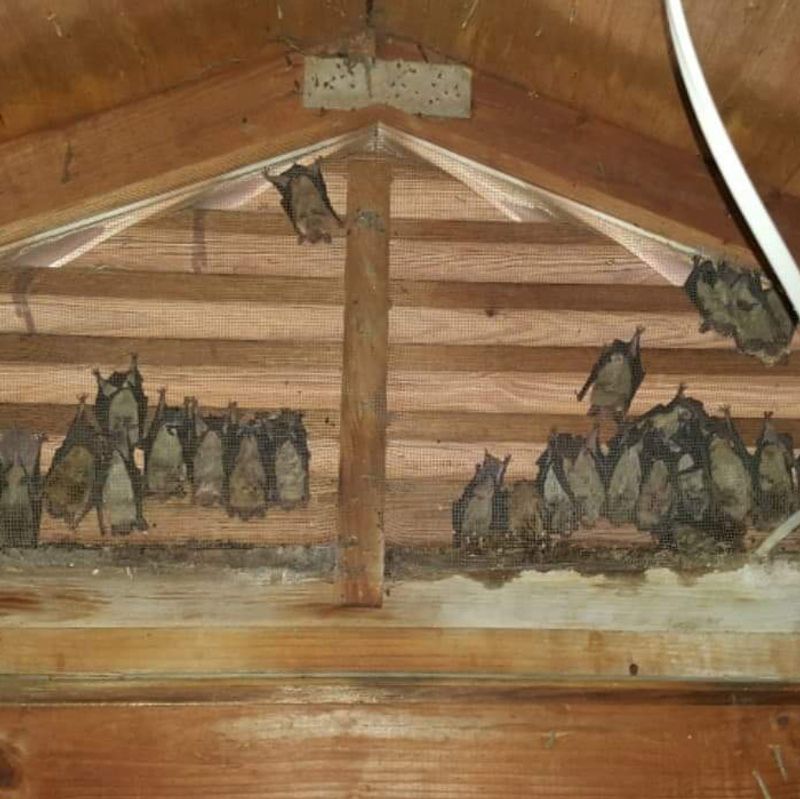 Bat Colonies In The Attic
