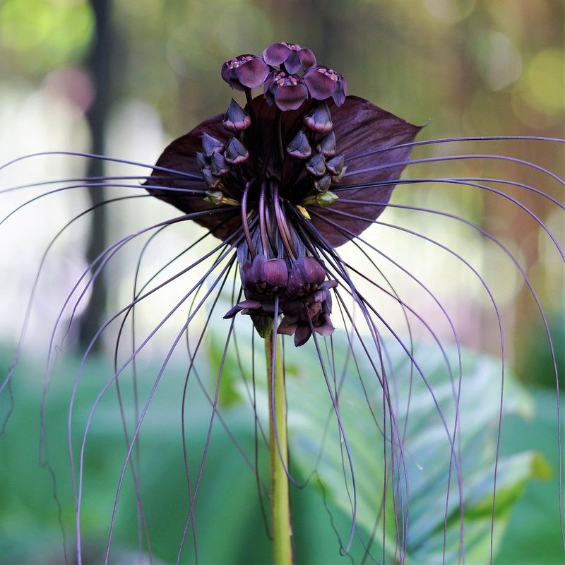 Bat Flower Blooms Like A Winged Creature